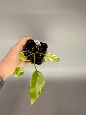 Monstera deliciosa ‘Mint’ – Acclimated Tissue Culture Starter Plant #3493