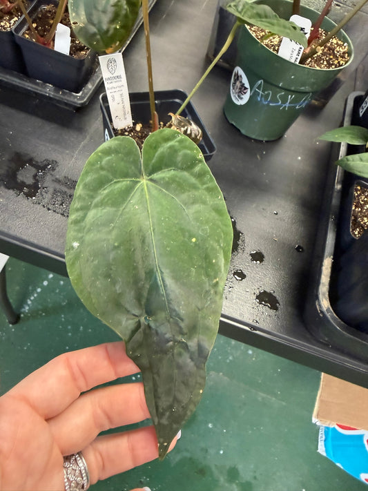 Anthurium 'BIG PAPA' PAPI/DRESSLERI X OPEN