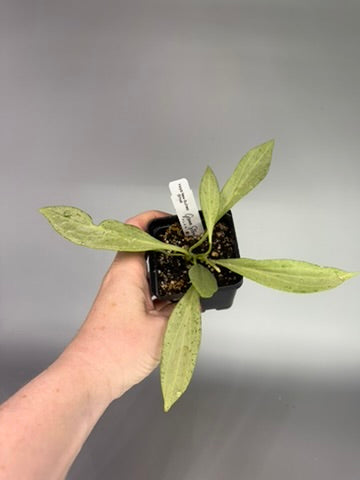 Hoya New Guinea Gold – Exact Plant #0559
