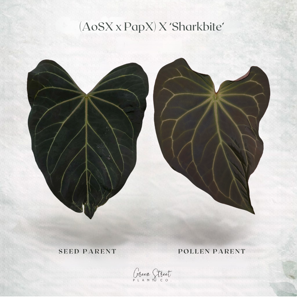 Anthurium (Ace of Spades Open x Pap Open) x ‘Sharkbite’