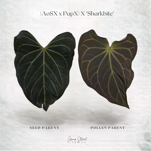 Anthurium (Ace of Spades Open x Pap Open) x ‘Sharkbite’