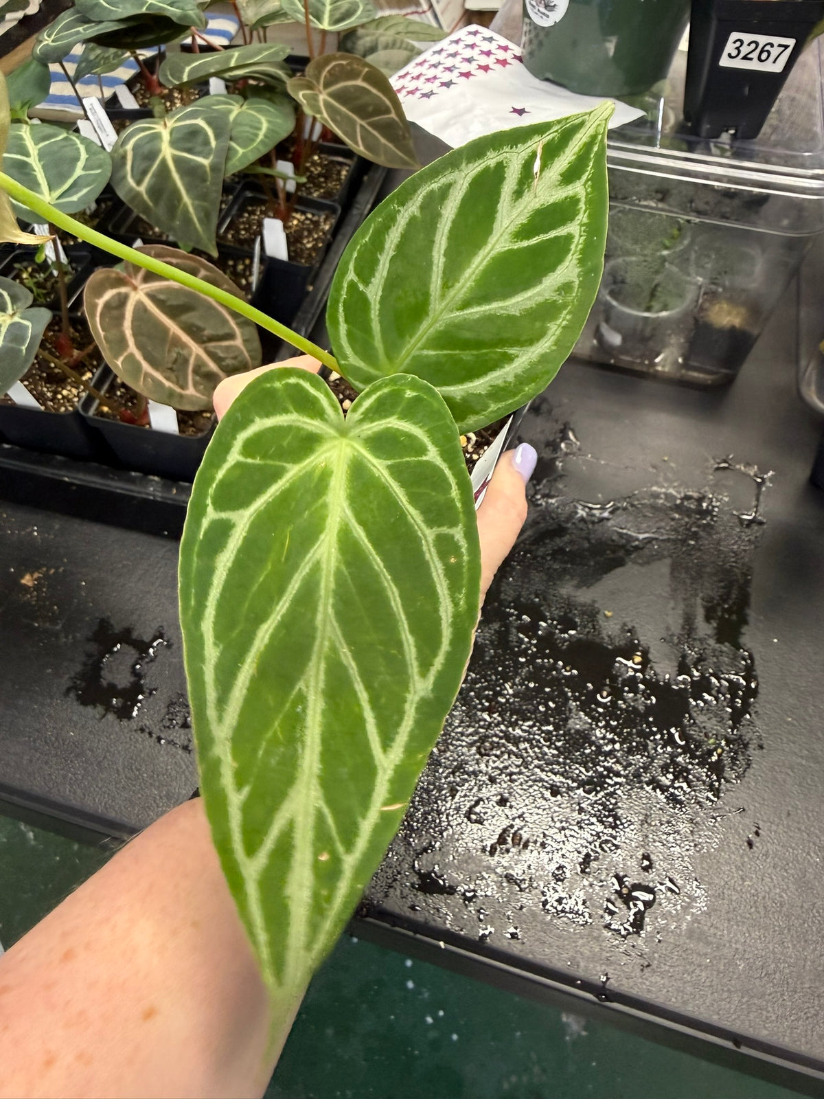 Anthurium Silver x Ferrari