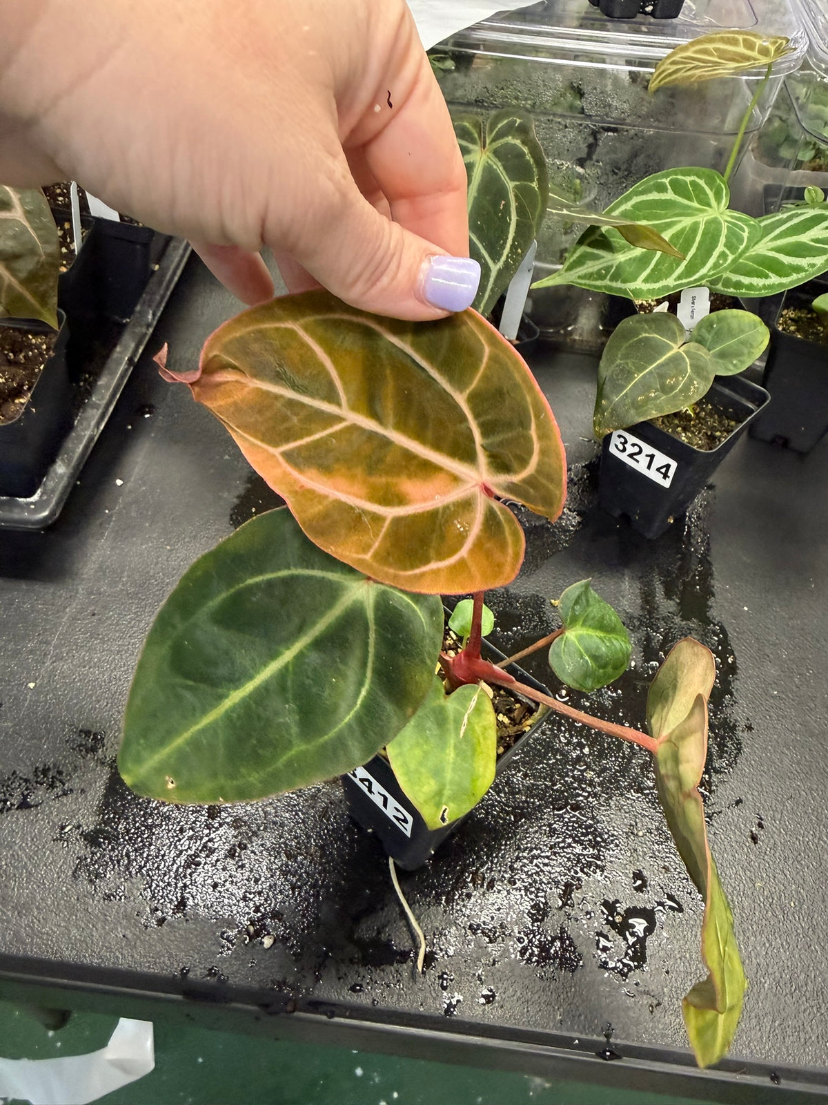 Anthurium Carla OG1 X Besseae AFF