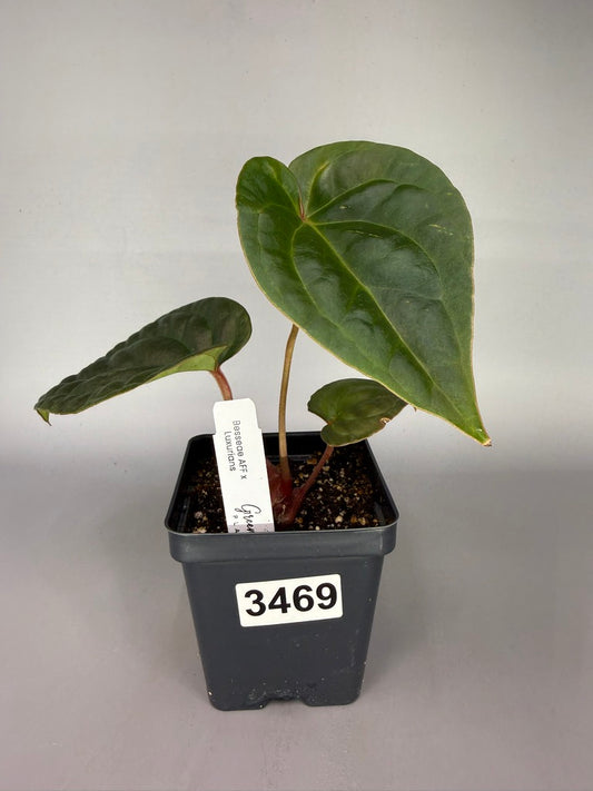 Anthurium Besseae Aff. x Luxurians – Exact Plant #3469