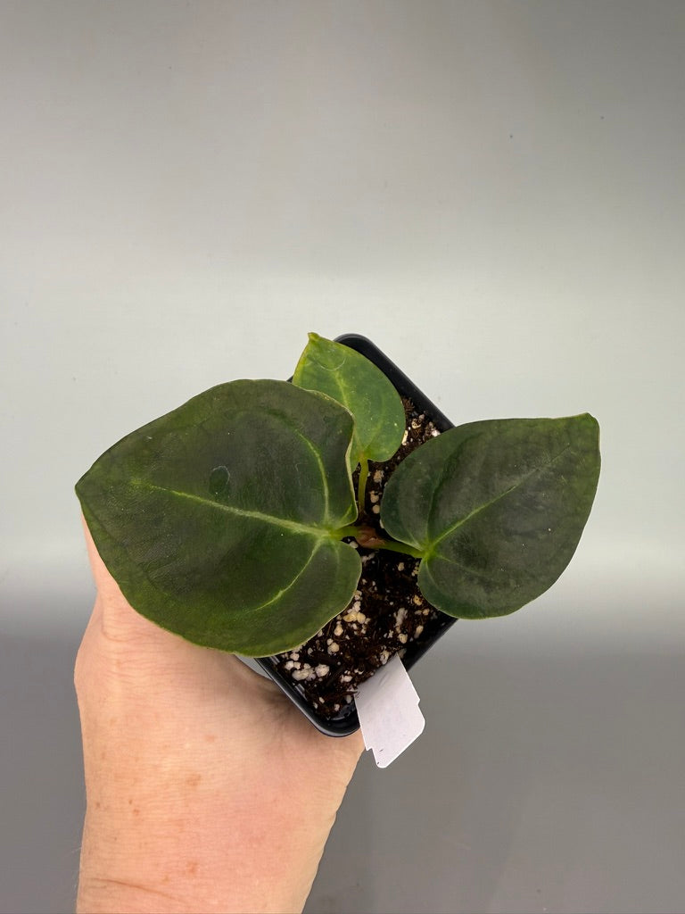 Variegated Anthurium Crystallinum x Dorito Portillae – Exact Plant #3471