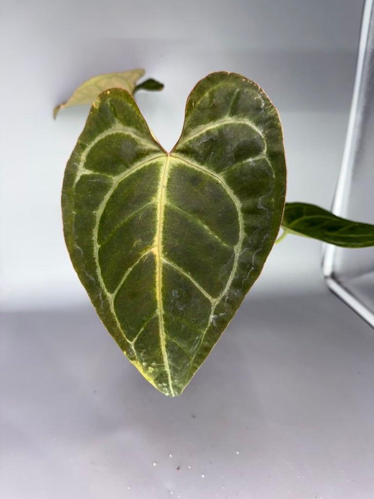 Anthurium Pink Lemonade x Red Spider FP1
