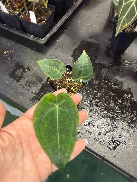 Anthurium (Jungle Giant x Phoenix) x (Mag x Crystal)