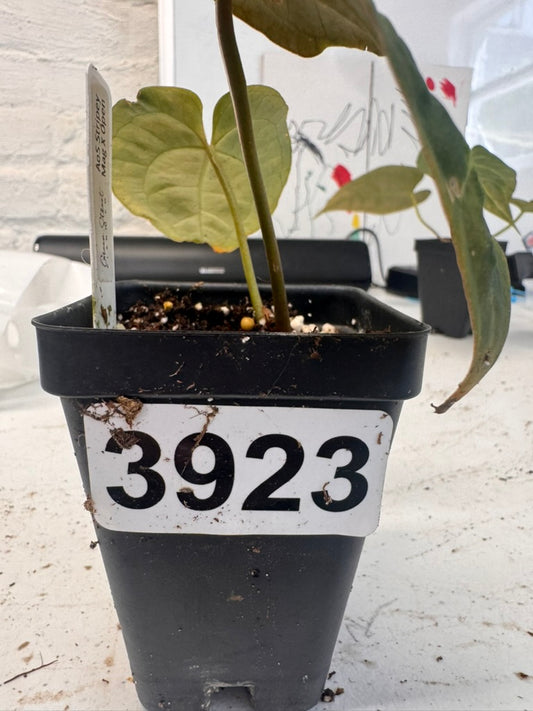 Anthurium AoS Stripey Mag x Open