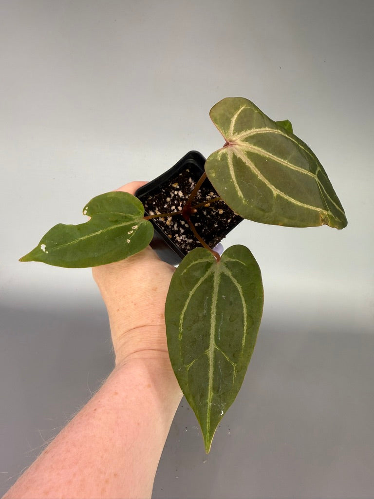 Anthurium Red Velvet Cake x Zara x Magnificum ‘Mickey’ – Exact Plant #3467