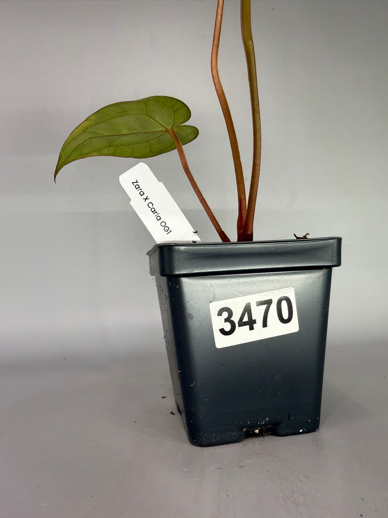 Anthurium Zara x Carla OG1 – Exact Plant #3470