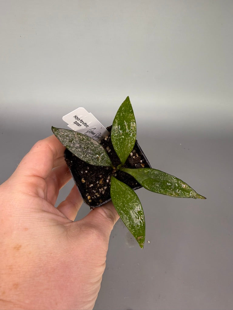 Hoya Parviflora Splash – 2" Grower’s Choice