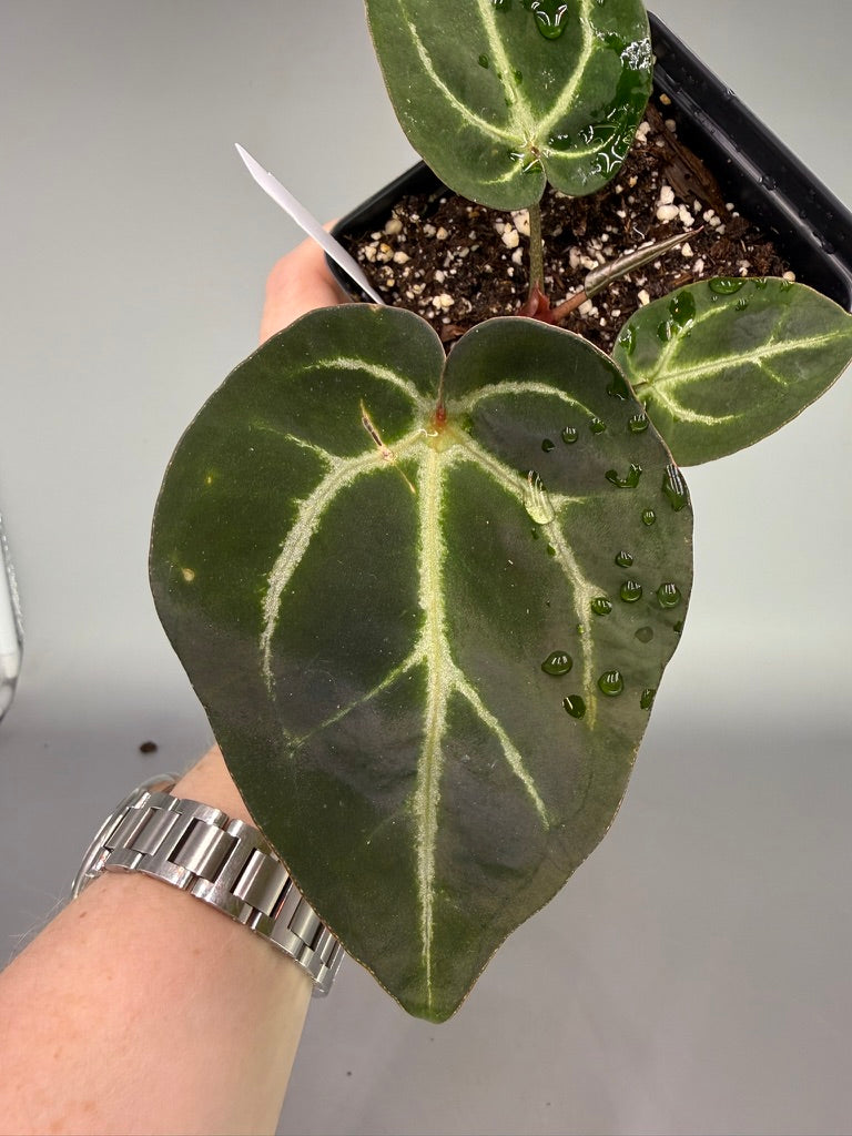 Anthurium Carla x Dorayaki x Carla OG1 – Exact Plant #3490