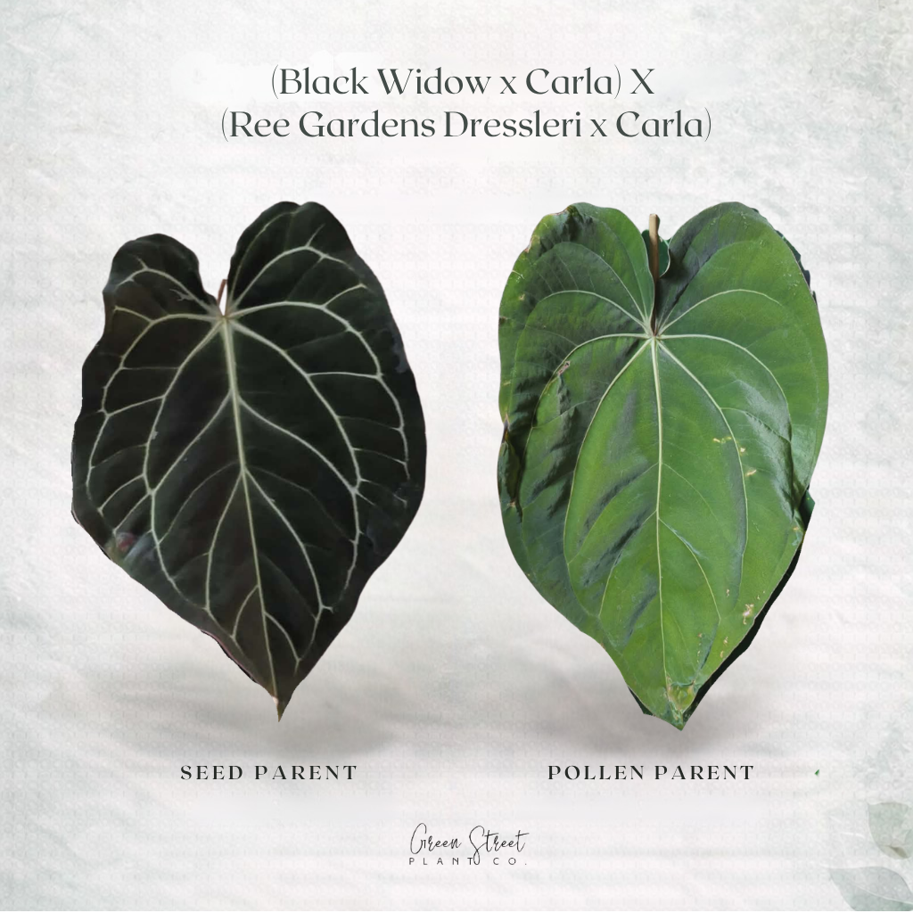 Anthurium Black Widow x Carla x Ree Gardens Dressleri x Carla – Grower’s Choice