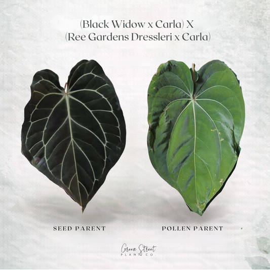 Anthurium Black Widow x Carla x Ree Gardens Dressleri x Carla – Grower’s Choice