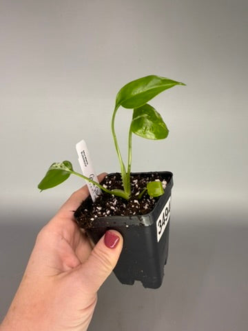 Monstera ‘Bulbasaur’ Variegated – Low Color Acclimated Tissue Culture #3494
