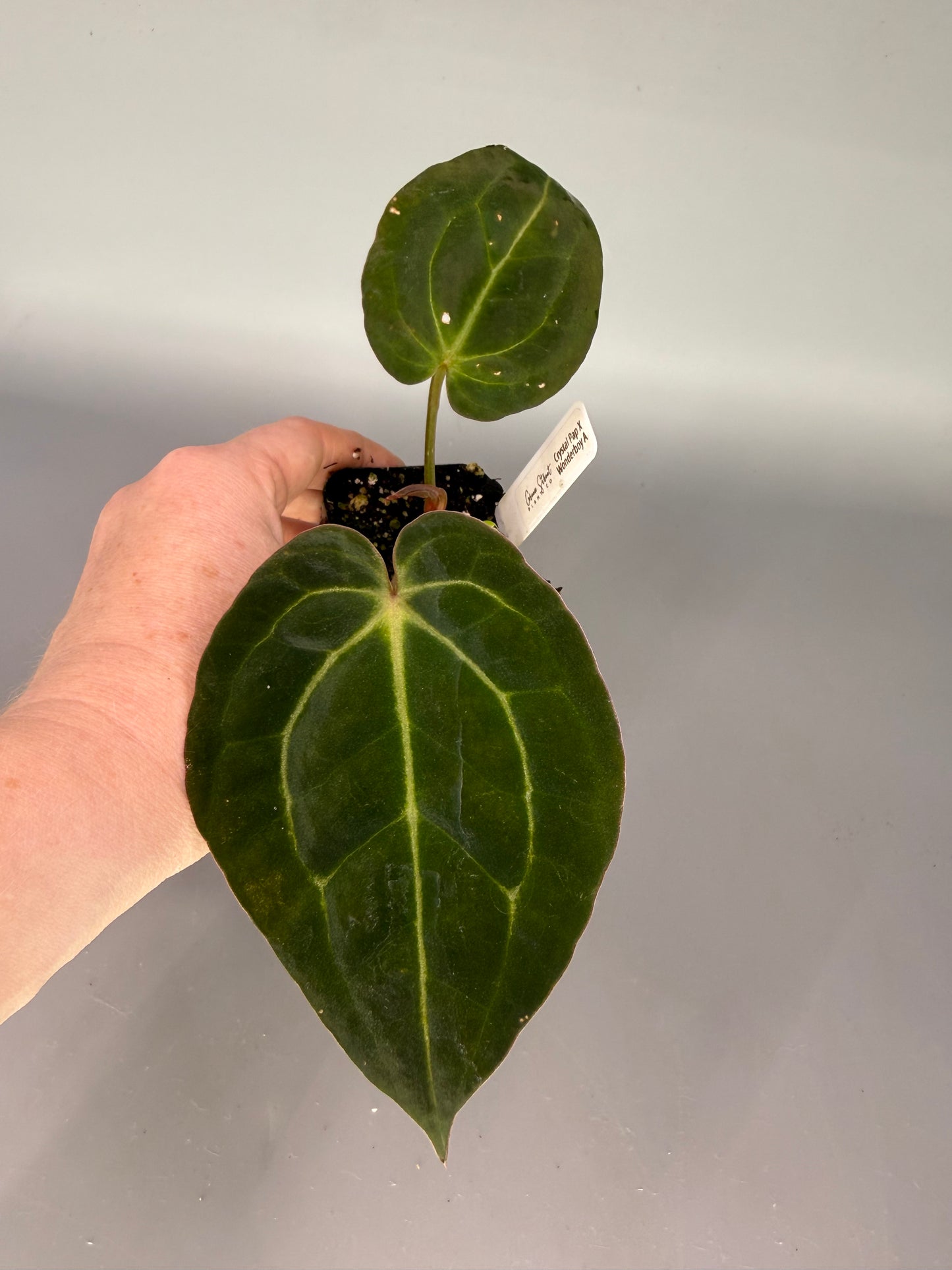 Anthurium Crystal Pap × Wonderboy A