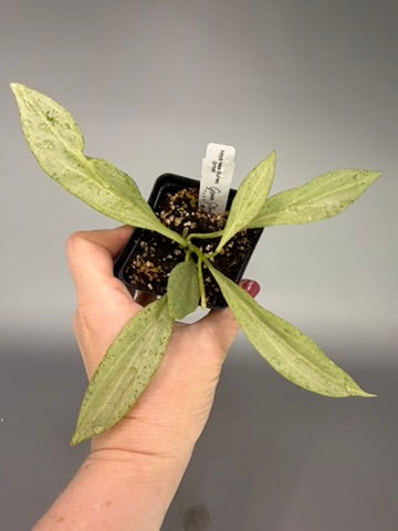 Hoya New Guinea Gold – Exact Plant #0559