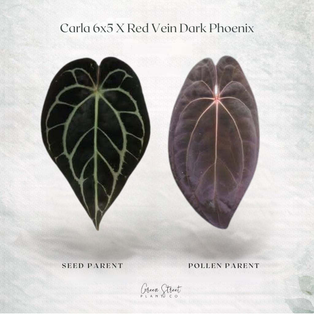 Anthurium Carla 6x5 x Red Vein Dark Phoenix – Grower’s Choice