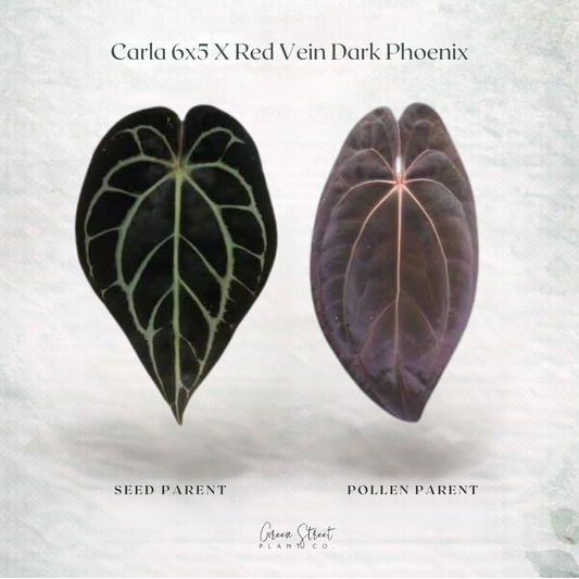Anthurium Carla 6x5 x Red Vein Dark Phoenix – Grower’s Choice