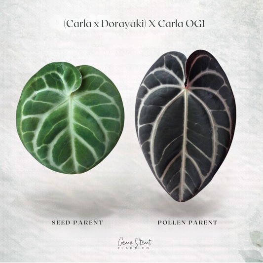 Anthurium (Carla x Dorayaki) x Carla OG1 – Grower’s Choice