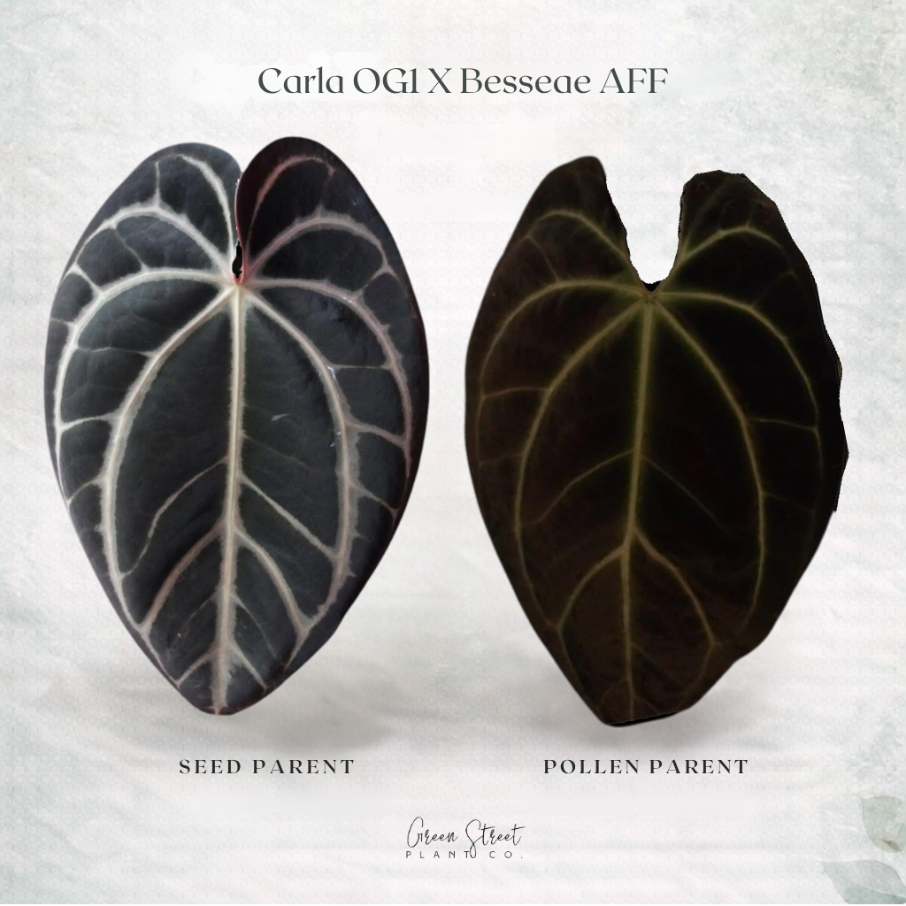 Anthurium Carla OG1 x Besseae AFF