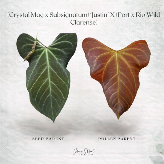 Anthurium (Crystal Mag x Subsignatum) ‘Justin’ x (Portillae x Rio Wild Hybrid) – Grower’s Choice