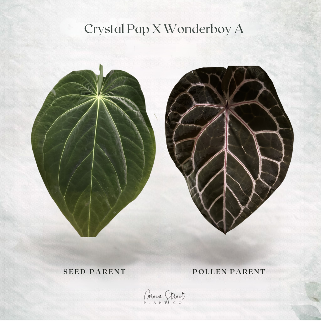 Anthurium Crystal Pap × Wonderboy A