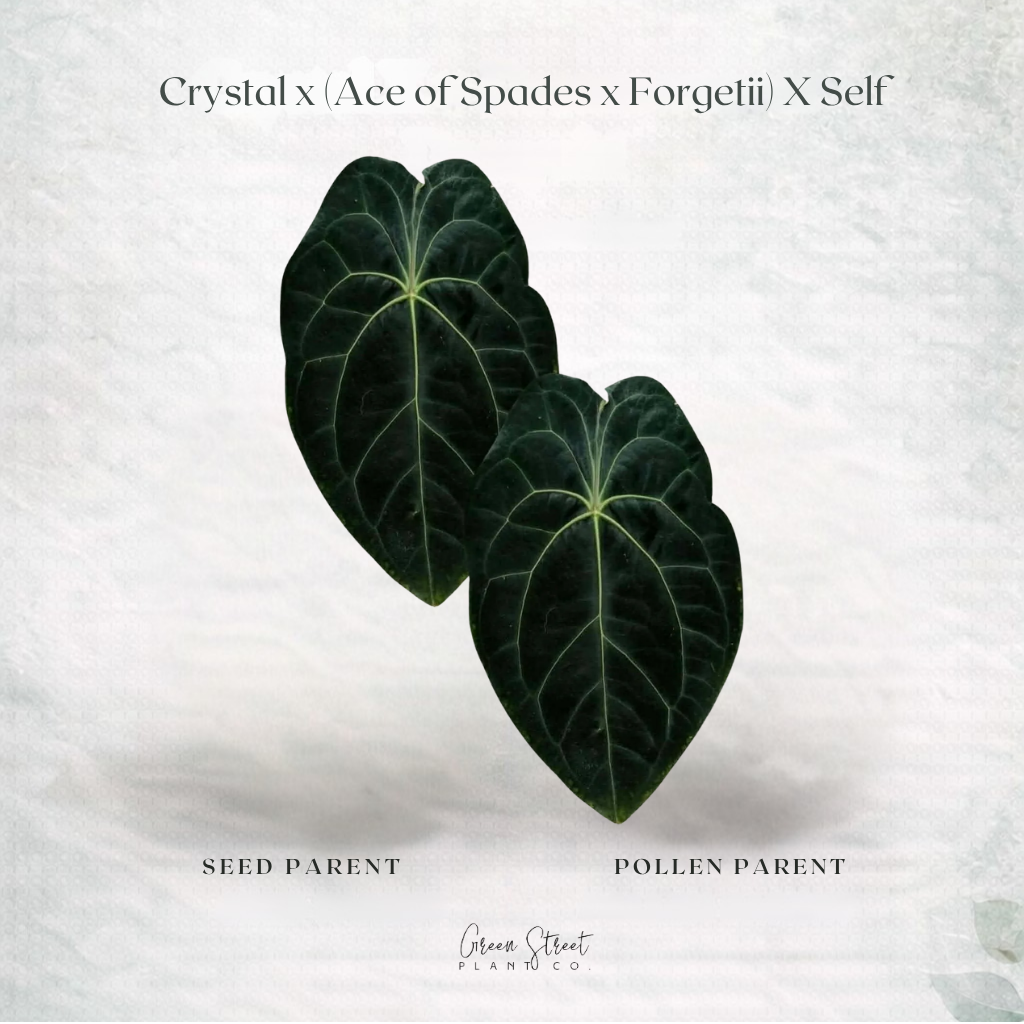 Anthurium Crystal x (AoS x Forgetii) x Self – Grower’s Choice