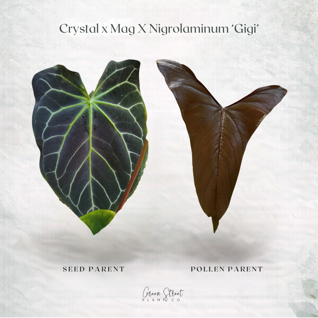 Anthurium Crystal Mag x Nigrolaminum ‘Gigi’ – Grower’s Choice