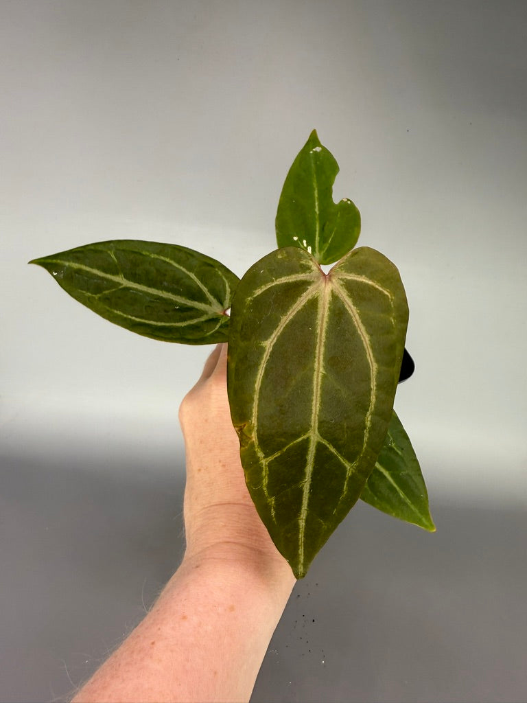 Anthurium Red Velvet Cake x Zara x Magnificum ‘Mickey’ – Exact Plant #3467