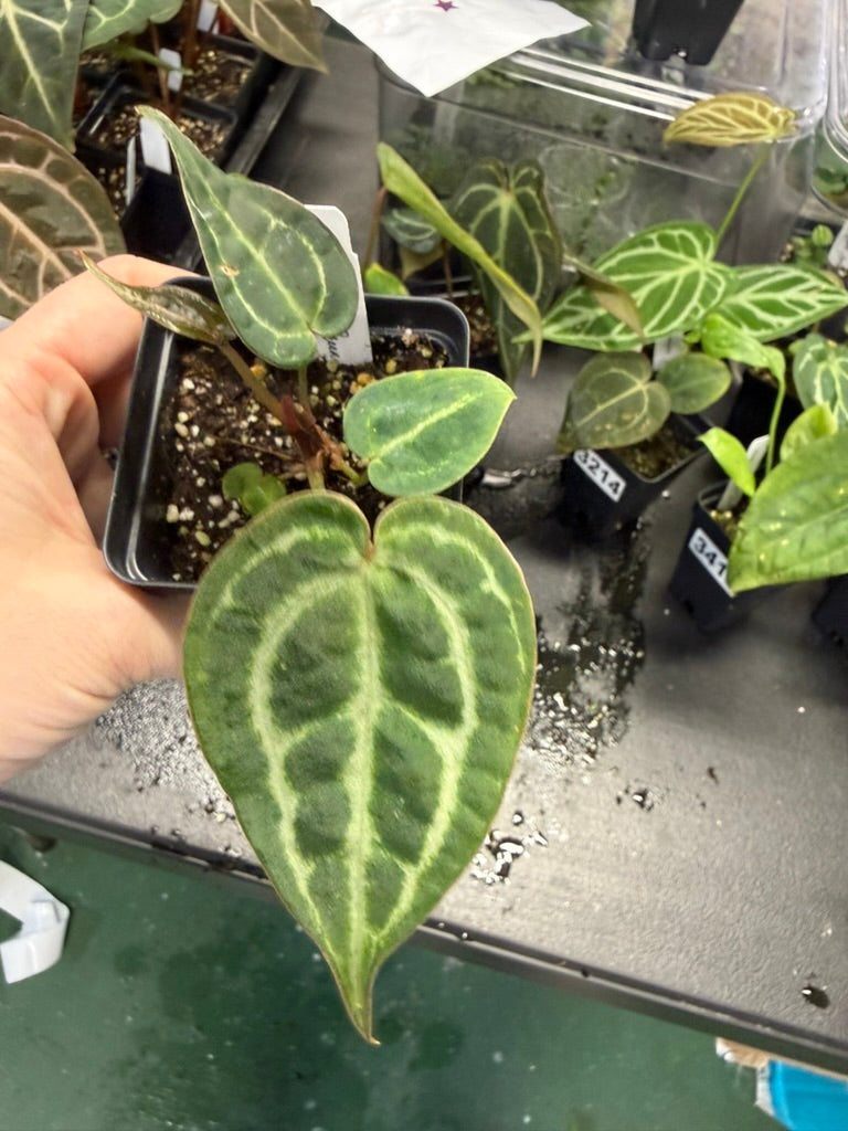 Anthurium (Mag x Forgetii) x Dark Forgetii X Zara Michelle
