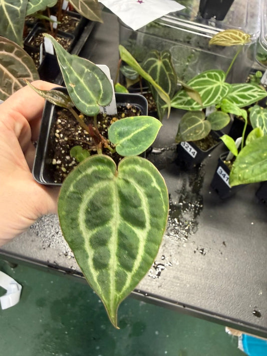 Anthurium (Mag x Forgetii) x Dark Forgetii X Zara Michelle