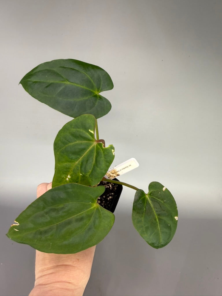 Anthurium (Regale x Crystallinum) x Zara Michelle x Tezula’s Pandemonium – Exact Plant