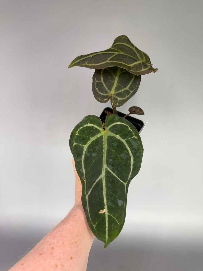 Anthurium TA Crystal Mag x Tim’s Black x Adrianne’s Bench – Exact Plant #3405