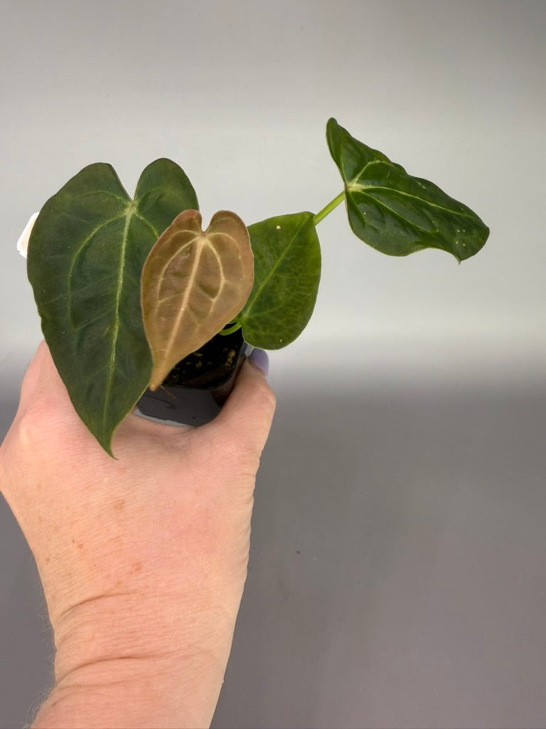 Anthurium (Pap x Forgetii) x (Forgetii x Carla) – Grower’s Choice