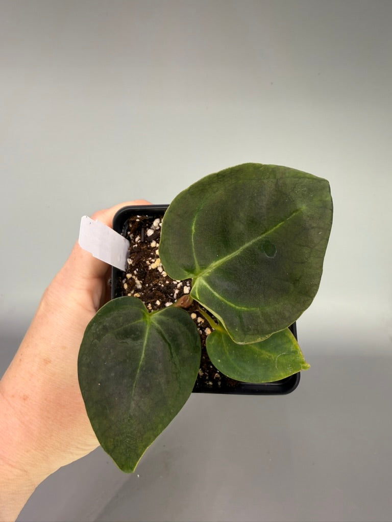 Variegated Anthurium Crystallinum x Dorito Portillae – Exact Plant #3471