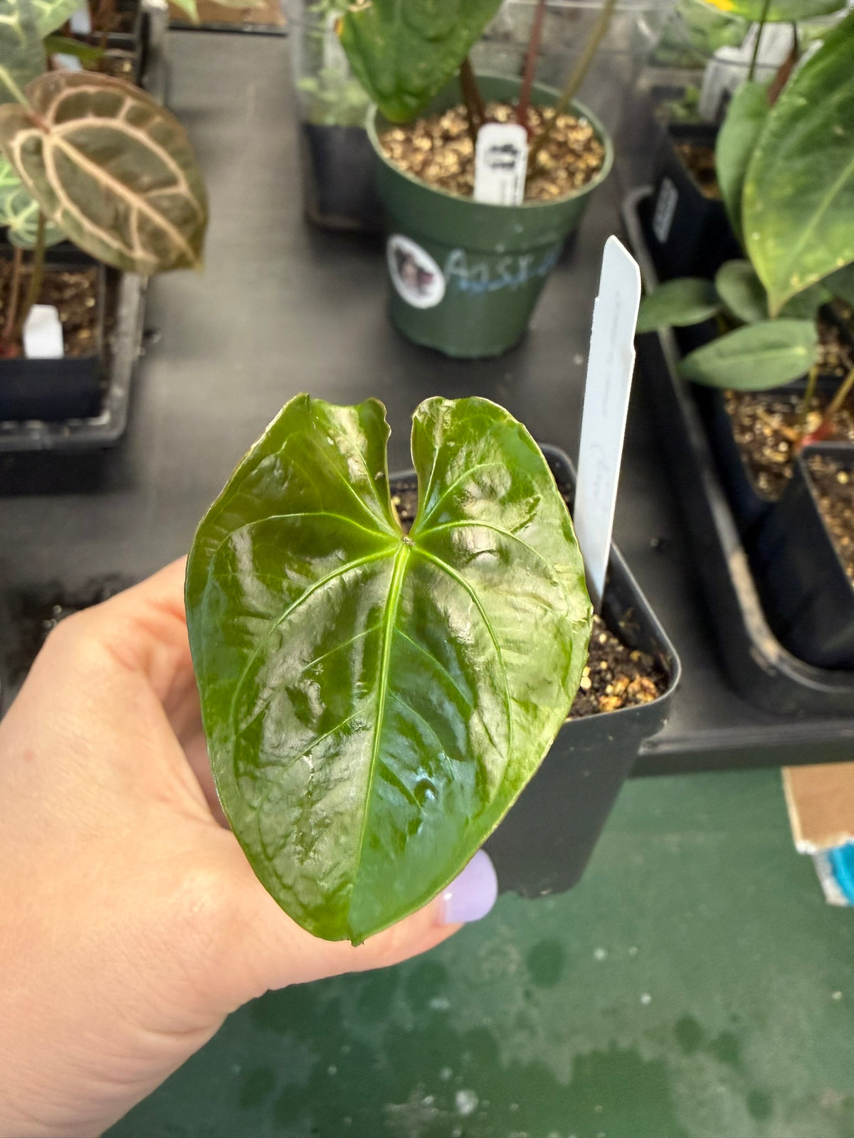 Anthurium Queen of Hearts
