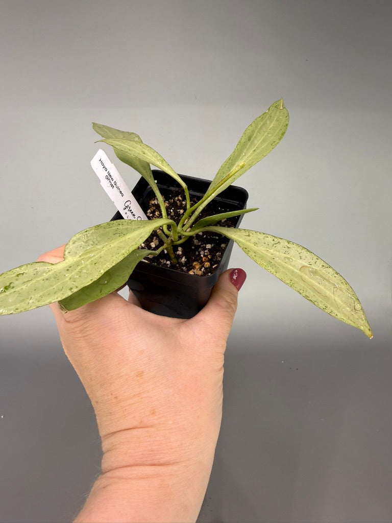 Hoya New Guinea Gold – Exact Plant #0559