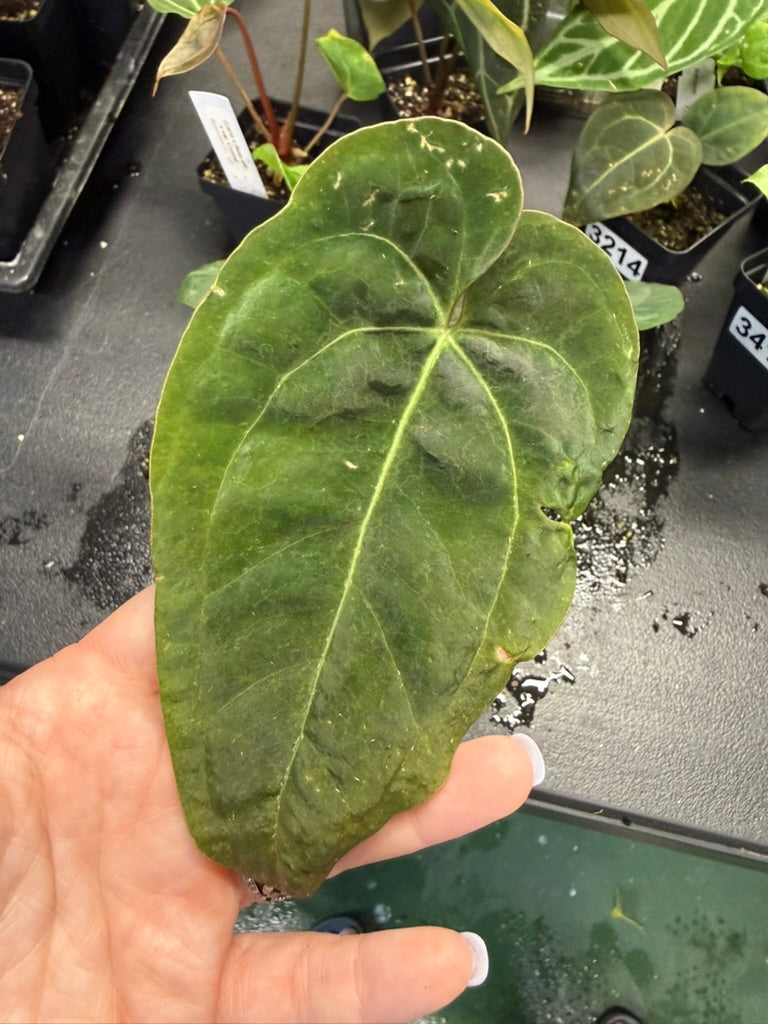 Anthurium "Snake Oil Buz 2" x RL Self Buz