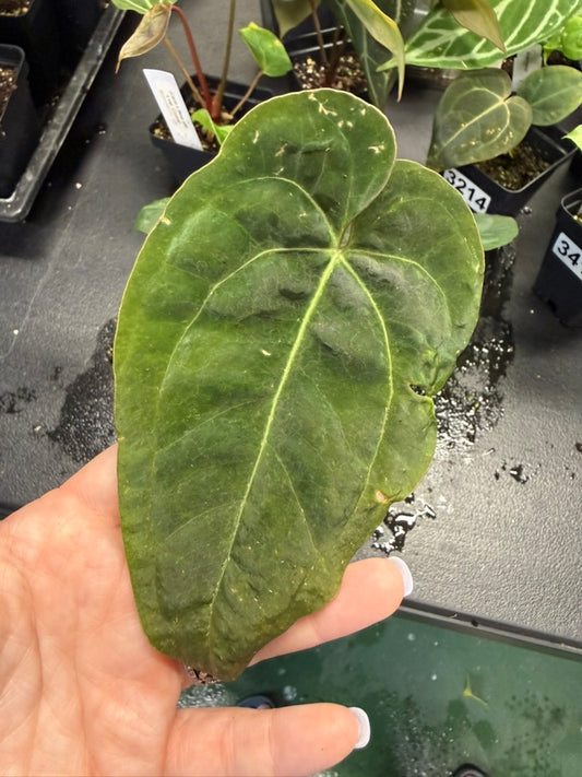 Anthurium "Snake Oil Buz 2" x RL Self Buz