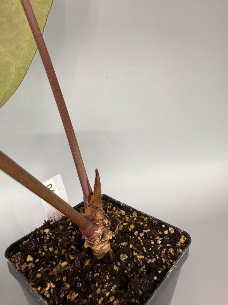 Anthurium Adrianne’s Bench Hybrid – Exact Plant #3301