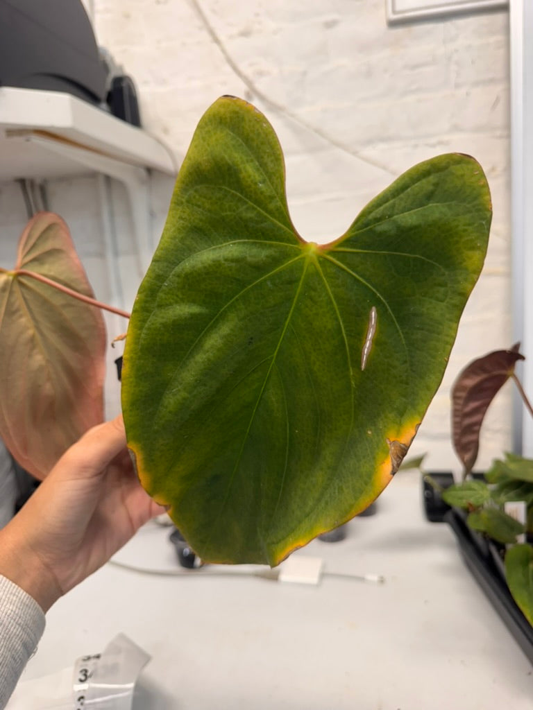 Anthurium Mr. Worldwide (NSE Port x Indo Port) X Antolakii BVEP