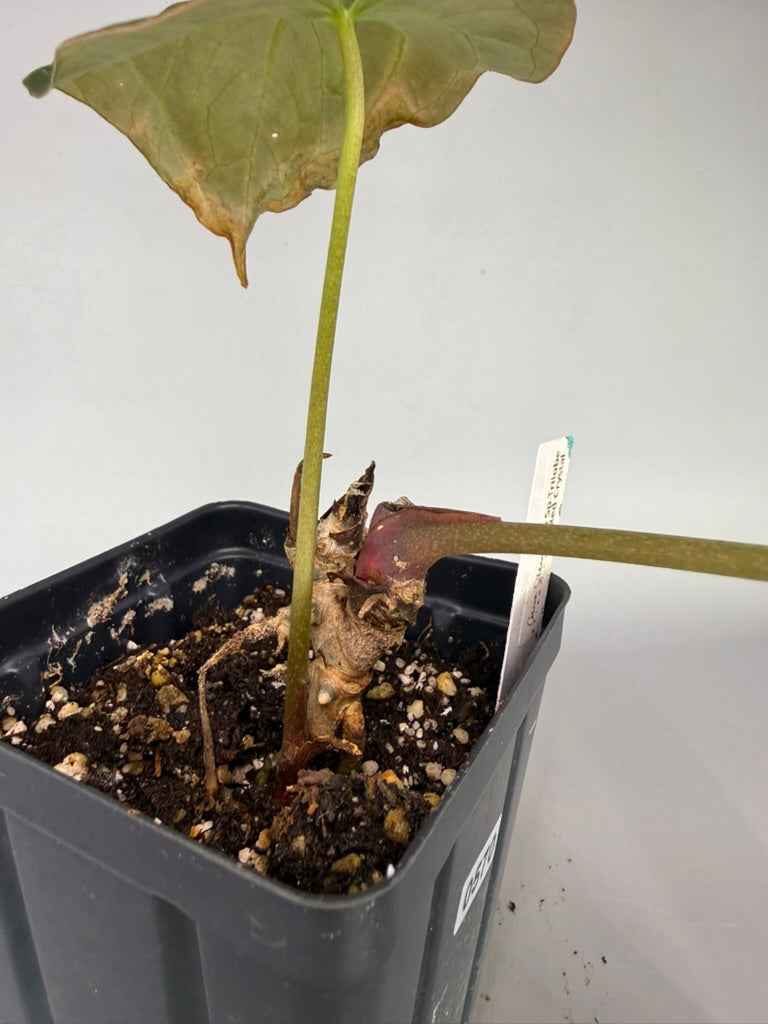 Anthurium Pap x SP Trilobe x Red Crystal – Exact Plant #570