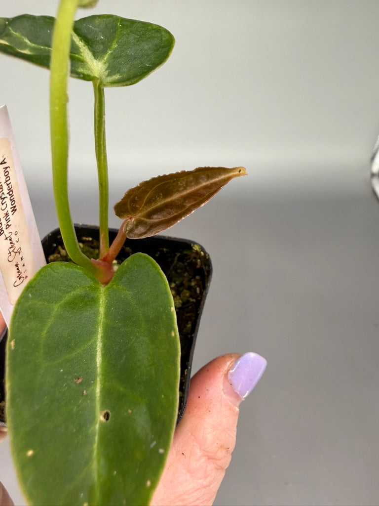 Anthurium Blue Velvet x Giant Pink Crystal Mag x Wonderboy A – Grower’s Choice