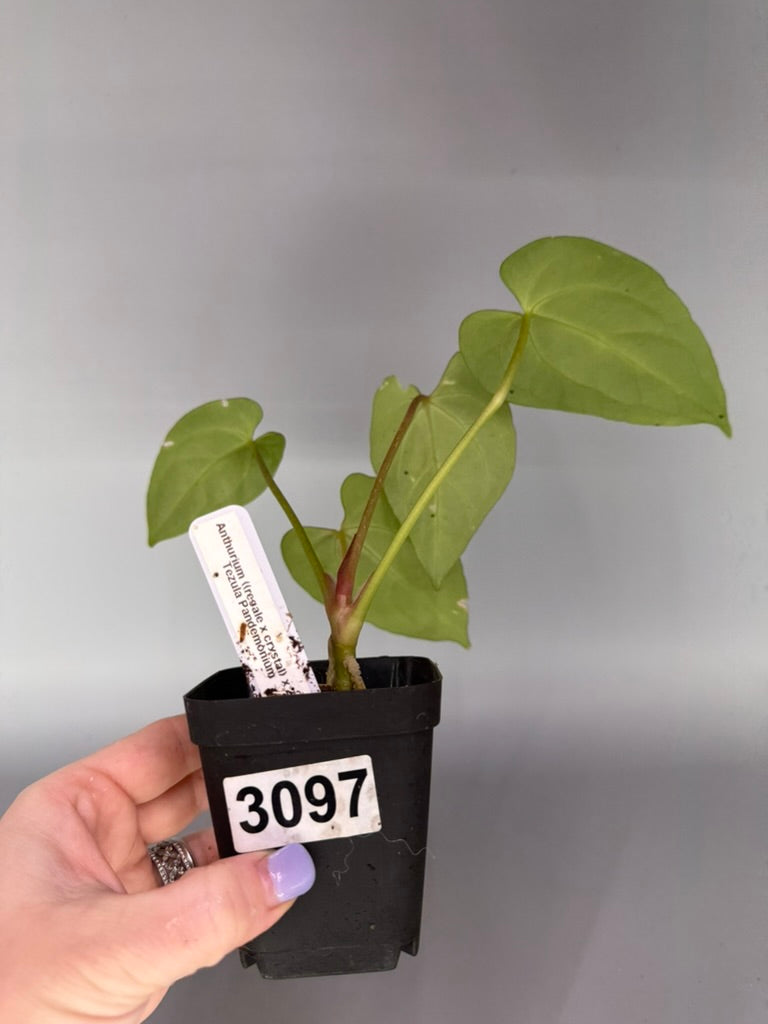 Anthurium (Regale x Crystallinum) x Zara Michelle x Tezula’s Pandemonium – Exact Plant