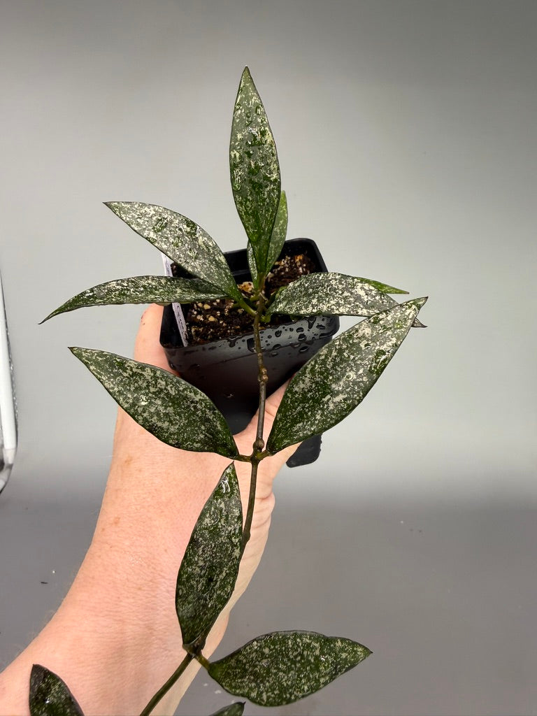 Hoya Parviflora Splash – Heavy Splash – Exact Plant #0617