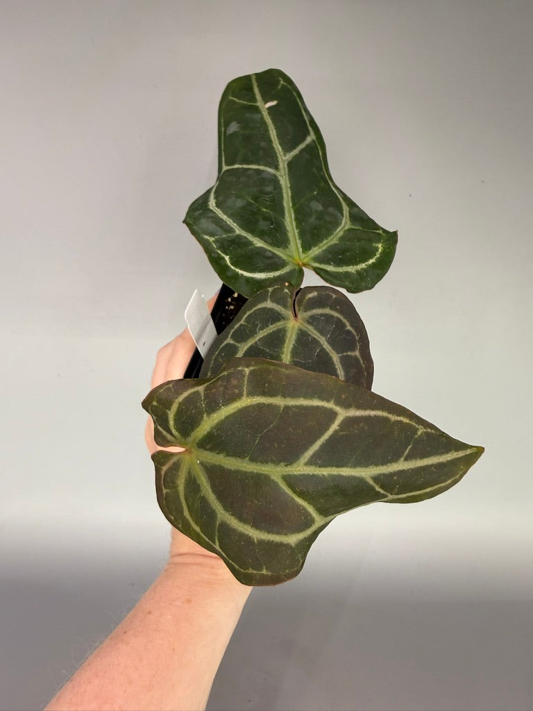Anthurium TA Crystal Mag x Tim’s Black x Adrianne’s Bench – Exact Plant #3405