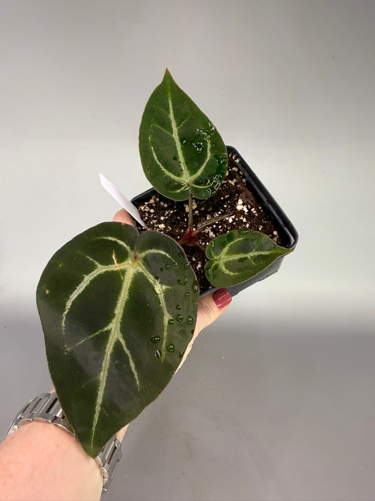 Anthurium Carla x Dorayaki x Carla OG1 – Exact Plant #3490