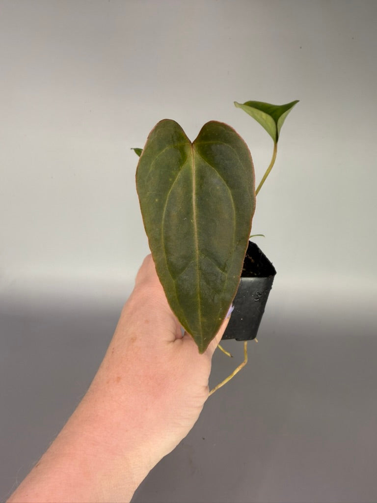 Anthurium Crystal Mag x Nigrolaminum ‘Gigi’ – Grower’s Choice