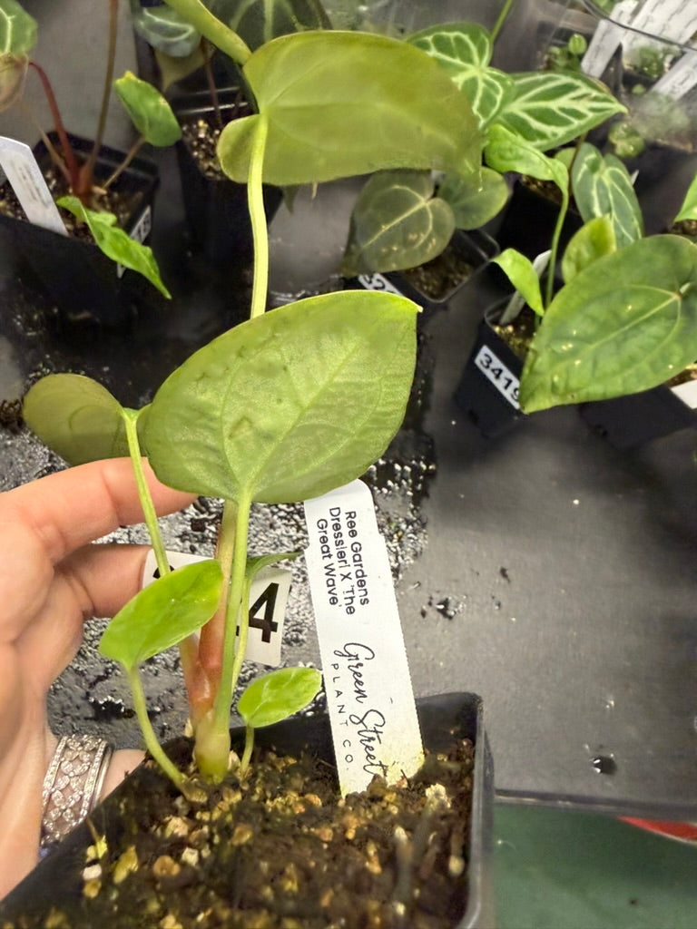 Anthurium Ree Gardens Dressleri X The Great Wave